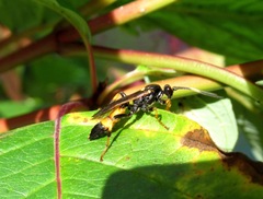 Ichneumon confusor