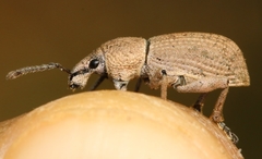 Geonemus flabellipes