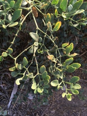 Zygophyllum fabago