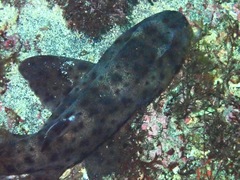 Heterodontus quoyi