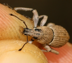 Geonemus flabellipes