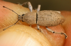 Geonemus flabellipes