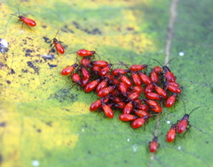 Oncopeltus fasciatus