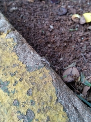Naupactus tremolerasi
