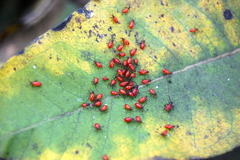 Oncopeltus fasciatus