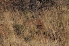 Certhilauda subcoronata subcoronata