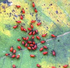 Oncopeltus fasciatus