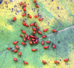 Oncopeltus fasciatus