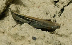 Ochrilidia pruinosa