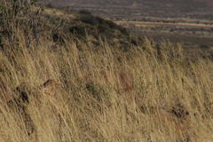 Certhilauda subcoronata subcoronata