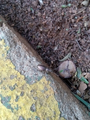 Naupactus tremolerasi