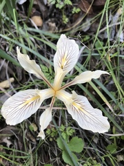 Iris fernaldii