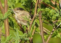 Prinia flavicans
