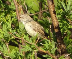 Prinia flavicans