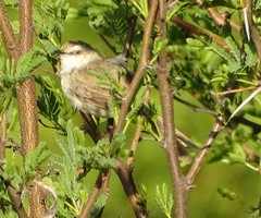 Prinia flavicans