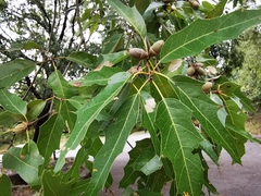 Quercus canbyi