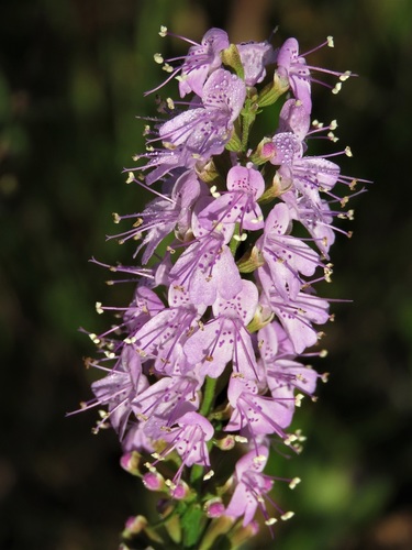 Florida balm (Dicerandra densiflora)