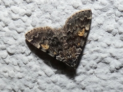 Idia calvaria