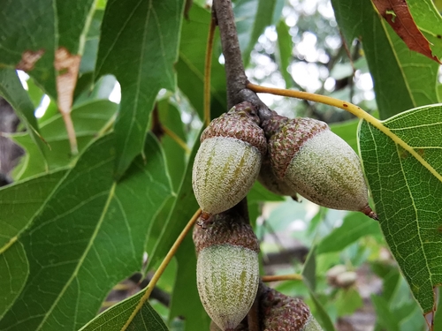 Mexican red oak