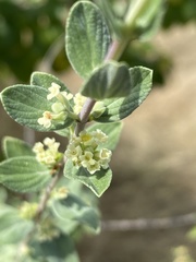Aloysia sonorensis