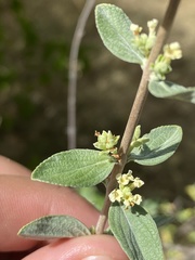 Aloysia sonorensis
