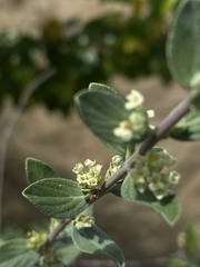 Aloysia sonorensis