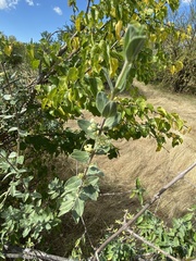 Aloysia sonorensis
