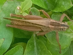 Orthoptera