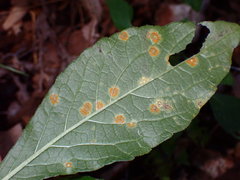 Coleosporium elephantopodis