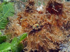 Antennarius scaber