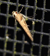 Anatrachyntis rileyi