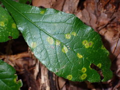 Coleosporium elephantopodis