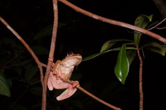 Rhacophorus pardalis