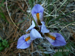 Iris unguicularis cretensis