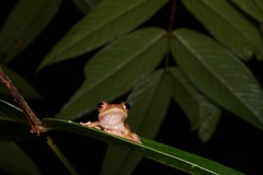 Rhacophorus pardalis