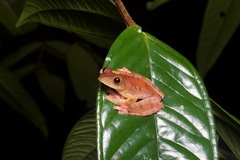 Rhacophorus pardalis