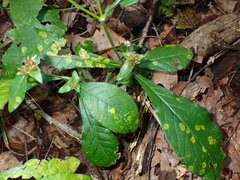 Coleosporium elephantopodis