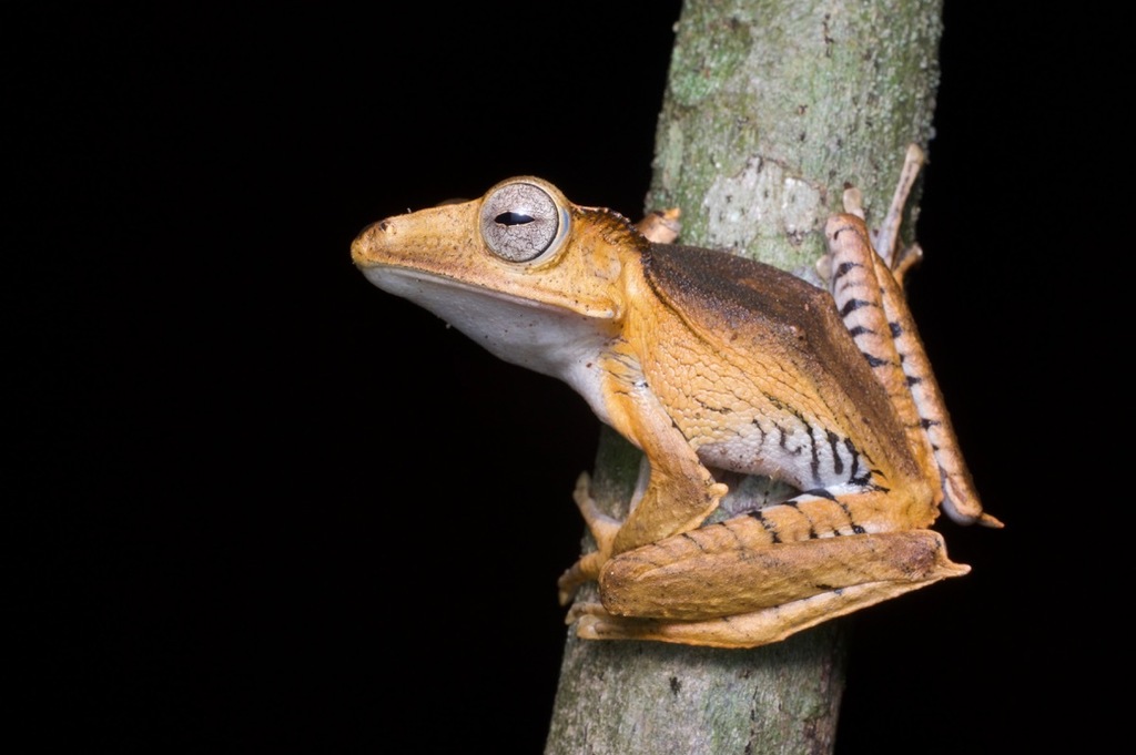 Old World Tree Frogs