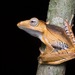File-eared Tree Frog - Photo (c) John Sullivan, some rights reserved (CC BY-NC), uploaded by John Sullivan