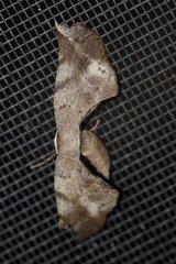 Parepisparis excusata