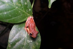 Rhacophorus pardalis