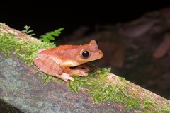 Rhacophorus pardalis