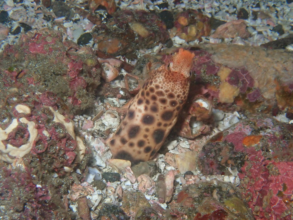 Mustachioed Snake Eel