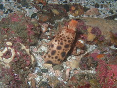Mustachioed Snake Eel photo 1