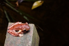 Rhacophorus pardalis