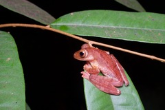 Rhacophorus pardalis