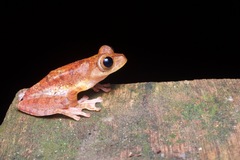 Rhacophorus pardalis