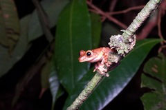 Rhacophorus pardalis