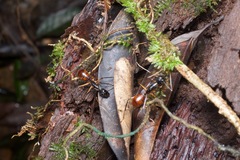 Dinomyrmex gigas borneensis