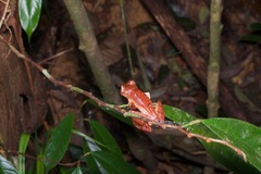 Rhacophorus pardalis